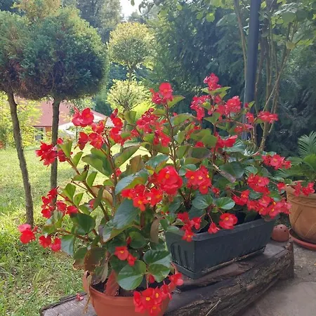 Vikendica Kraj Dunava Oaza Banostor