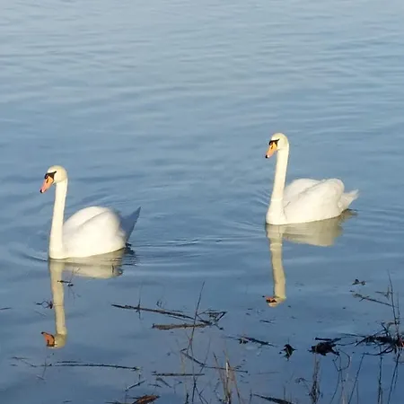 Vikendica Kraj Dunava Oaza *