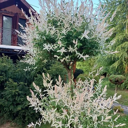 Vikendica Kraj Dunava Oaza Banostor