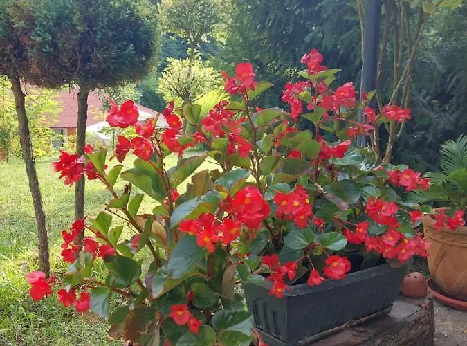 Vikendica Kraj Dunava Oaza Banostor