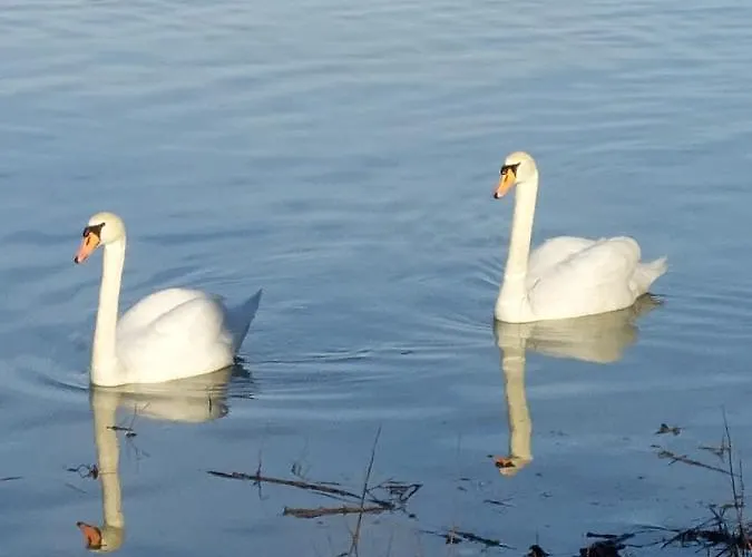 Vikendica Kraj Dunava Oaza *