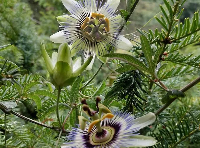 Vikendica Kraj Dunava Oaza *